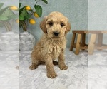 Small #5 Goldendoodle (Miniature)