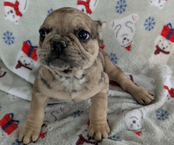 Medium Photo #2 French Bulldog Puppy For Sale in GOSHEN, IN, USA