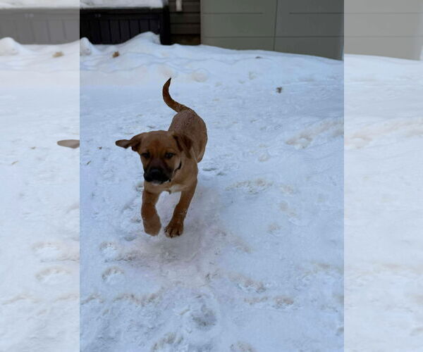 Medium Photo #5 English Mastweiler Puppy For Sale in Oro Medonte, Ontario, Canada