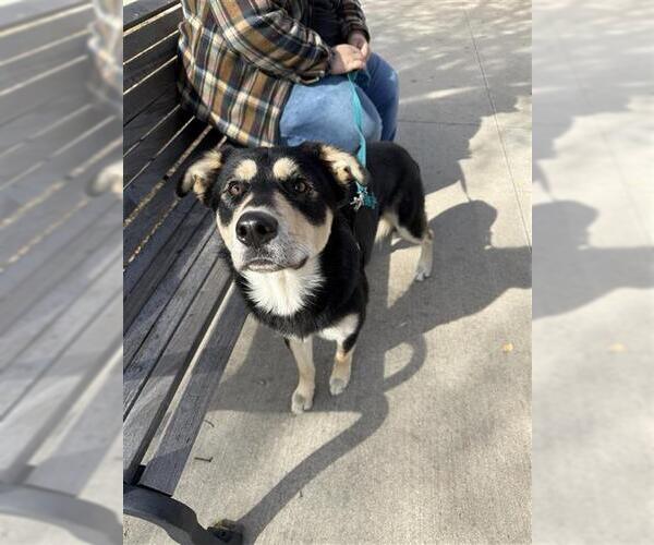 Medium Photo #1 German Shepherd Dog-Unknown Mix Puppy For Sale in San Antonio, TX, USA