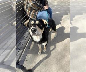 German Shepherd Dog-Unknown Mix Dogs for adoption in San Antonio, TX, USA