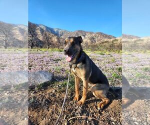 Buster - Male German Shepherd Dog-Staffordshire Bull Terrier Mix Dog for Adoption - Photo #2