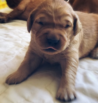 Medium Photo #1 Golden Retriever Puppy For Sale in GADSDEN, AL, USA