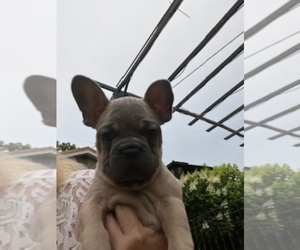 Medium French Bulldog