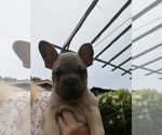 Puppy Pooh French Bulldog