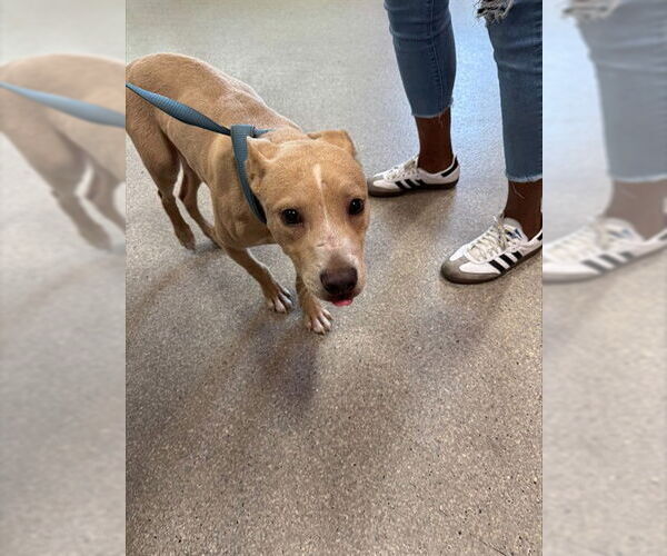 Medium Photo #1 Labrador Retriever-Unknown Mix Puppy For Sale in Louisville, KY, USA