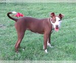 Small #1 American Pit Bull Terrier Mix