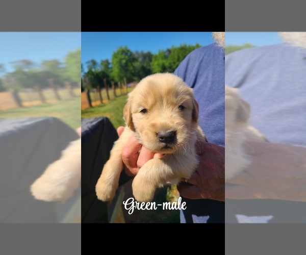 Medium Photo #3 Golden Retriever Puppy For Sale in TAYLORSVILLE, NC, USA