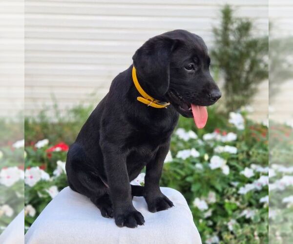 Medium Photo #6 Labrador Retriever Puppy For Sale in JONESTOWN, PA, USA