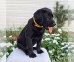 Small #5 Labrador Retriever