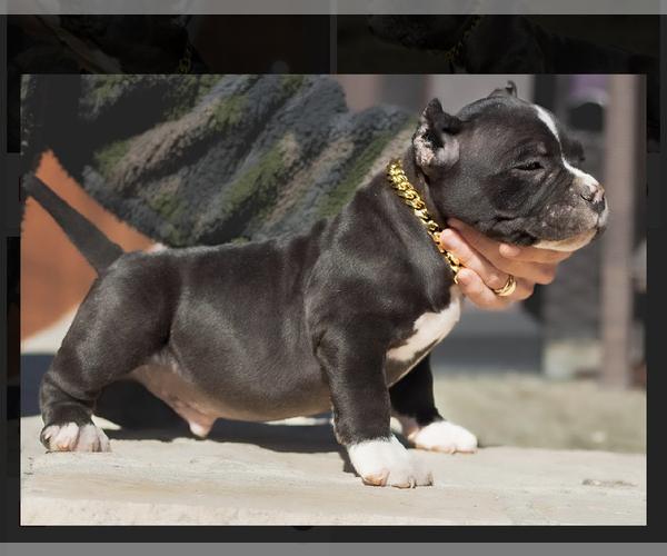 Full screen Photo #14 American Bully Puppy For Sale in SAN ANTONIO, TX, USA