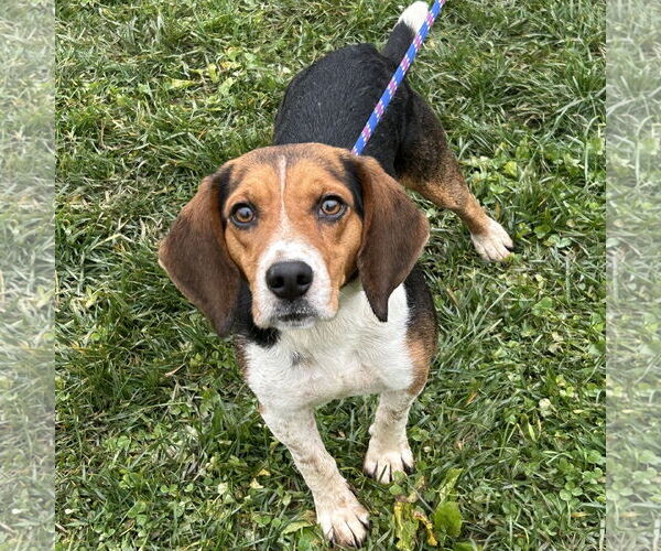 Medium Photo #3 Beagle Puppy For Sale in Batavia, OH, USA