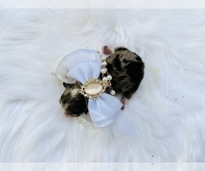 Pomeranian Puppy for sale in HAYWARD, CA, USA