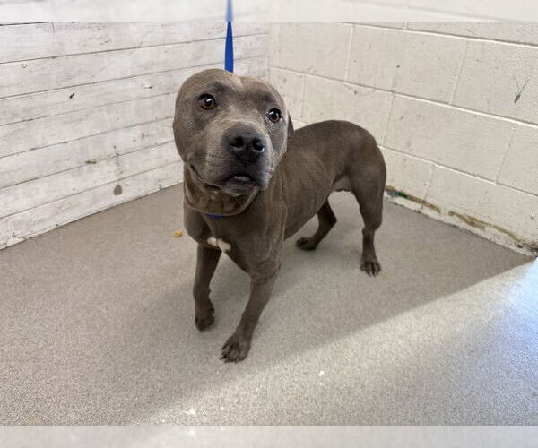 Medium Photo #1 Mutt Puppy For Sale in San Bernardino, CA, USA