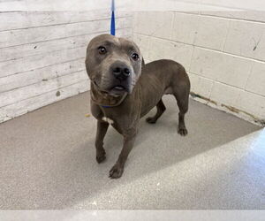 Mutt Dogs for adoption in San Bernardino, CA, USA