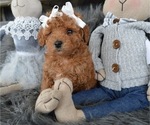Small Photo #3 Poodle (Miniature) Puppy For Sale in HONEY BROOK, PA, USA
