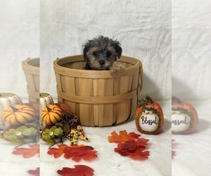Poodle (Toy)-Yorkshire Terrier Mix Puppy for sale in CUMBERLAND, OH, USA