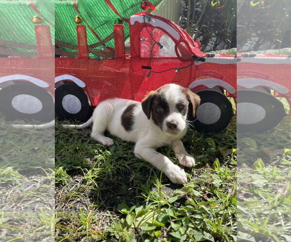 Medium Photo #1 Labrador Retriever-Unknown Mix Puppy For Sale in Royal Palm Beach, FL, USA