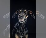 Small Photo #9 Doberman Pinscher-Labrador Retriever Mix Puppy For Sale in Tuscaloosa, AL, USA