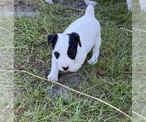 Jack Russell Terrier Puppy for Sale in BROOKER, Florida USA