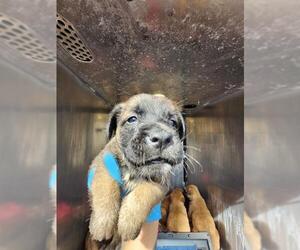 American Staffordshire Terrier-Unknown Mix Dogs for adoption in San Antonio, TX, USA