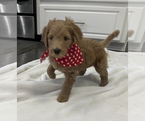 Goldendoodle-Poodle (Standard) Mix Puppy for sale in DOTHAN, AL, USA