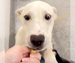 Small #1 American Pit Bull Terrier Mix