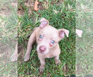 Black Mouth Cur-Labrador Retriever Mix Dogs for adoption in Hillsboro, MO, USA