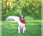 Small #3 Boxer Mix