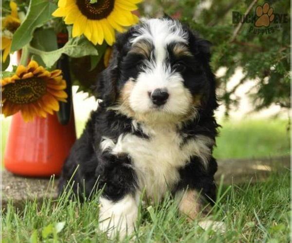 Medium Photo #10 Miniature Bernedoodle Puppy For Sale in MILLERSBURG, OH, USA