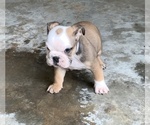 Small Photo #1 English Bulldog Puppy For Sale in DECATUR, GA, USA