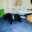 Small Photo #11 Goldendoodle Puppy For Sale in NEW BERN, NC, USA