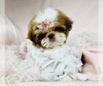 Small #2 Shih Tzu
