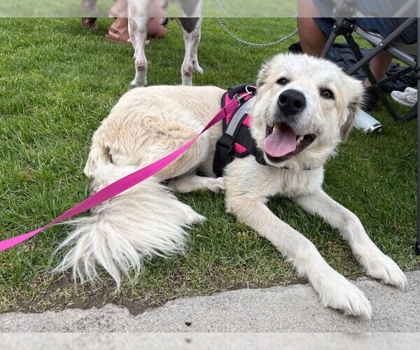 Medium Photo #1 Great Pyrenees-Unknown Mix Puppy For Sale in Germantown, OH, USA