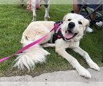 Small Great Pyrenees Mix