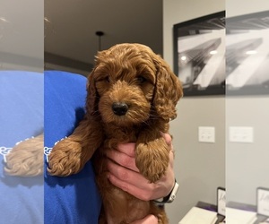 Goldendoodle (Miniature) Puppy for sale in OLATHE, KS, USA