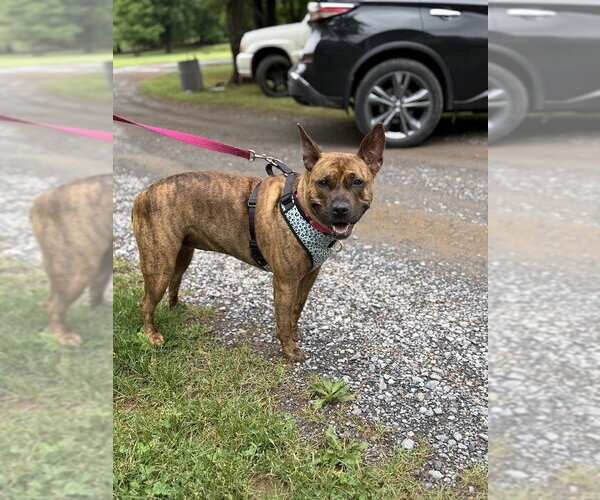 Medium Photo #4 Staffordshire Bull Terrier-Unknown Mix Puppy For Sale in Shermans Dale, PA, USA