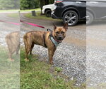 Small #3 Staffordshire Bull Terrier Mix