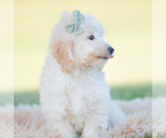 Small Photo #61 Goldendoodle (Miniature) Puppy For Sale in WARSAW, IN, USA