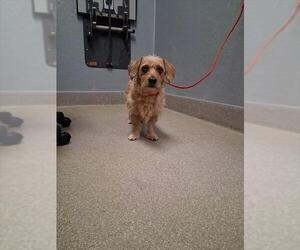 Mutt Dogs for adoption in Las Vegas, NV, USA