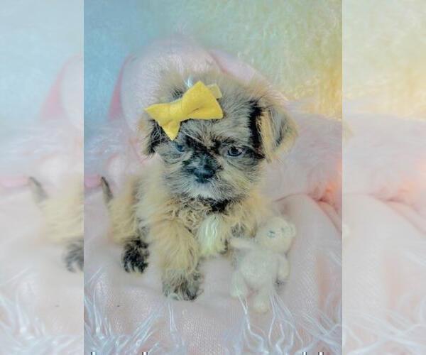 Medium Photo #5 Shih Tzu Puppy For Sale in TAMPA, FL, USA