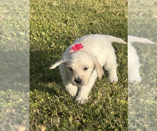 Medium Photo #9 Goldendoodle Puppy For Sale in QUEEN CREEK, AZ, USA