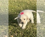 Small #8 Goldendoodle