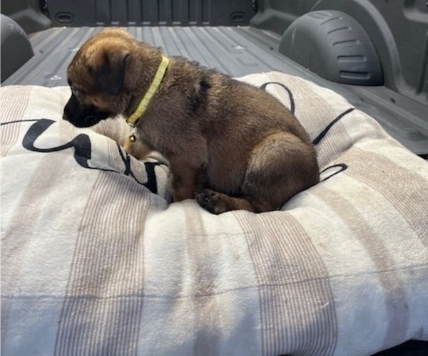 Medium Photo #4 German Shepherd Dog Puppy For Sale in HASLET, TX, USA