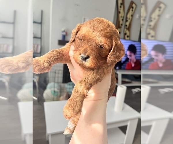 Medium Photo #1 Goldendoodle (Miniature) Puppy For Sale in MEDFORD, MA, USA