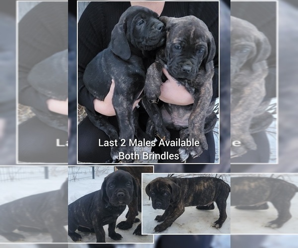 Medium Photo #1 Cane Corso Puppy For Sale in HOGANSBURG, NY, USA
