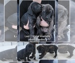 Small Photo #1 Cane Corso Puppy For Sale in HOGANSBURG, NY, USA