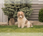 Small #4 Newfoundland