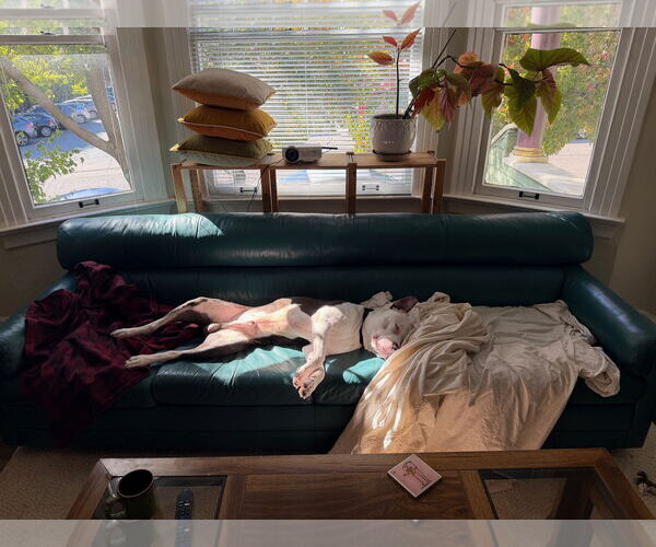 Medium Photo #4 American Pit Bull Terrier Puppy For Sale in Berkeley, CA, USA