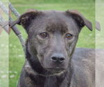 Small Coonhound Mix